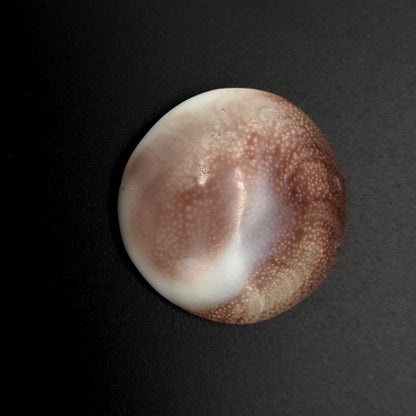 COQUILLAGE OEIL SAINTE LUCIE (SPIRALE) - PORTE BONHEUR - UNIQUE & ORIGINAL