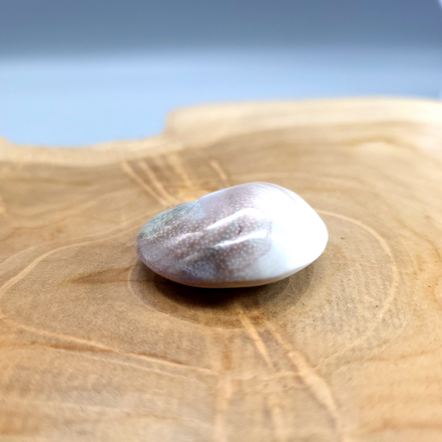 COQUILLAGE OEIL SAINTE LUCIE (SPIRALE) - PORTE BONHEUR - UNIQUE & ORIGINAL