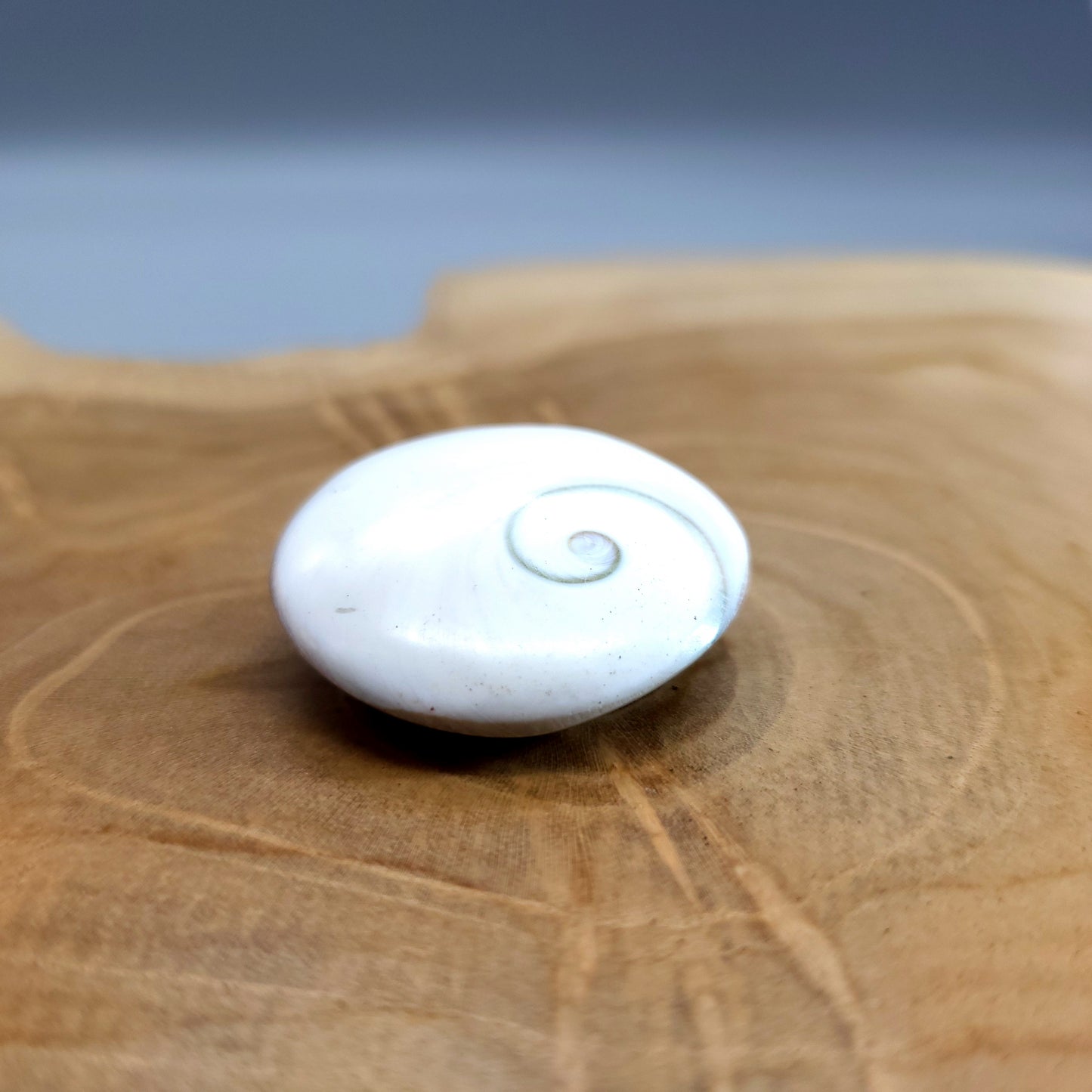 COQUILLAGE OEIL SAINTE LUCIE (SPIRALE) - PORTE BONHEUR - UNIQUE & ORIGINAL